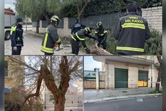Trani sferzata dal vento: alberi e calcinacci giù, scoppia la polemica sul verde pubblico