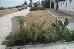 Aiuole essiccate alla "Seconda spiaggia" di Trani per uso diserbante?