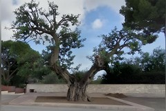 Alberi monumentali di Puglia, arriva il sì anche per il carrubo di via Duchessa d'Andria a Trani