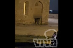 Trani, Cattedrale usata come orinatoio: l'infinita tristezza dell'inciviltà