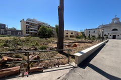 Ambiente | La Pinetina dei Cappuccini rasa al suolo: la lista Guarriello inchioda il nuovo assessore al verde