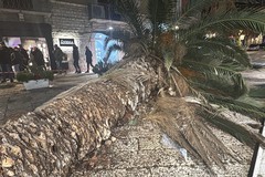 Articolo 97: "Disastri prevedibili, ora dimissioni come scuse alla città di Trani"