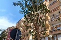 SOS verde pubblico a Trani: tre cittadine mappano le criticità degli alberi e chiedono il rispetto del contratto d’appalto