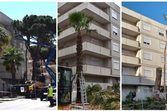 Il Movimento 5Stelle mette sotto accusa la gestione del Verde Urbano a Trani