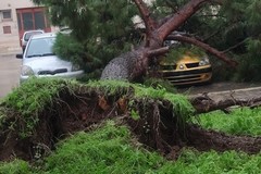 Trani, sfiorata la strage in Via Olanda: pino si schianta sull'auto di una famiglia. "Pericolo segnalato inutilmente a marzo"
