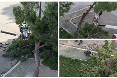 Via Olanda arrivano le motoseghe. Cinquepalmi (Trani2026): "Non è prevenzione, è il fallimento della manutenzione"