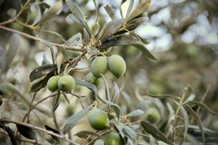 Xylella nella Bat, Riglietti: "Preoccupati per olivicoltura e occupazione"