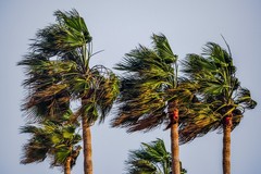 Forte vento, allerta meteo della Protezione Civile su tutta la Puglia