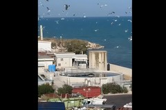 Crisi al Comune di Trani, ma a via dei Finanzieri l'emergenza non va in pausa: l'allarme dei residenti