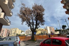 Trani Via Togliatti, sospiro di sollievo: il "grande leccio" non si tocca