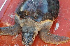 Il motopesca Poseidon di Trani salva una tartaruga di 70 kg