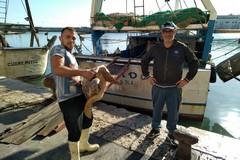 La marineria di Trani sempre più protagonista nel salvataggio delle tartarughe
