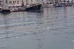 Il porto di Trani tra pesci, barche e polistirolo