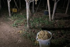 Tentato furto di uva nelle campagne di Trani, ladri messi in fuga dalle Guardie Rurali