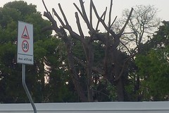 Legambiente Trani: «Giardino Telesio restituito alla città ma il verde urbano continua a soffrire»