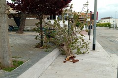 Trani nella morsa del vento: allerta gialla