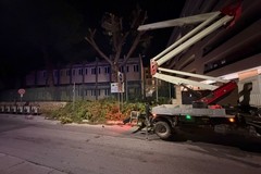 Alberi pericolanti in via Istria: traffico in tilt e intervento di taglio urgente del Comune