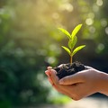 Un albero per Vittoria Acquaviva: la scuola De Amicis ne custodisce il ricordo
