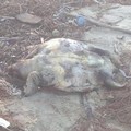 Maltempo, ancora tartarughe spiaggiate in zona Matinelle