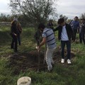 Boccadoro, piantumati nuovi alberi da Legambiente in onore di Guido Melega