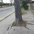 Via Martiri di Palermo, in zona Sud l'incuria regna sovrana