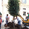 Abbattuto per far spazio a Battiti Live, ripiantumato l'albero di via San Giorgio