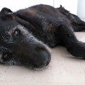 Investito il cane Nerone, il responsabile paga le cure mediche