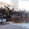 Lavori di potatura in piazza della Repubblica, istituito il divieto di fermata lungo l'intero perimetro