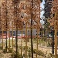 Giardino Telesio e Pinetina di Via Andria: una storia di foglie secche tra soldi non spesi o spesi male