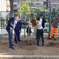 Scuola Baldassarre, piantumati nuovi alberi in giardino