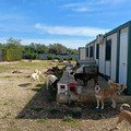 La "Lista Guarriello Sindaco" lancia il piano animalista: "A Trani tutela al punto di rottura, ora è tempo di strutture pubbliche"