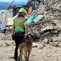 Terremoto nel centro Italia, premiati dodici geometri della Bat per il lavoro svolto
