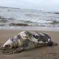 Ancora una Caretta Caretta ritrovata sul litorale di Trani