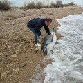 Trani, ritrovato delfino morto in zona Spiaggia verde