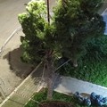 Cade un altro albero a Trani in via Olanda