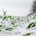 Gelate di aprile a Trani, modulo per segnalare i danni subiti nell'agro