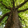 Nuovi alberi su via Bovio: prenderanno il posto di quelli secchi e a rischio caduta
