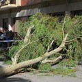 Il vento spezza un albero: due auto danneggiate