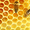 Afa, danni anche per la produzione di miele in Puglia