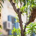 (Aggiornato) Nuovo assalto di api in Via Cavour, rimossi gli alveari