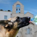 Emergenza caldo, la "Lista Guariello " chiede un’ordinanza urgente per tutelare gli animali