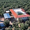 Lungo le vie degli ulivi: l'oleoturismo anche a Trani diventa la nuova strada per far crescere la Puglia