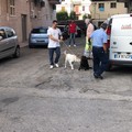 Trani, maltrattamenti in famiglia e su animali: arrestata una 46enne