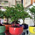 XX edizione di Bonsai Aid Aids