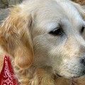 Cani randagi nel canile San Francesco: il mantenimento costa 13.000 euro al mese