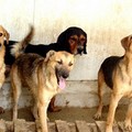 Dopo il sequestro del Dogs's Hostel di Trani l'emergenza continua