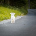 Al via la campagna di sensibilizzazione contro l'abbandono degli animali promossa dal Comune di Trani