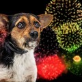 No ai botti di Capodanno: online la petizione di Phodogs Trani