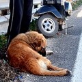 Un labrador paralizza il traffico sulla statale 16 bis