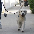 Stop alla violenza sugli animali: oggi sfilata canina in Piazza della Repubblica